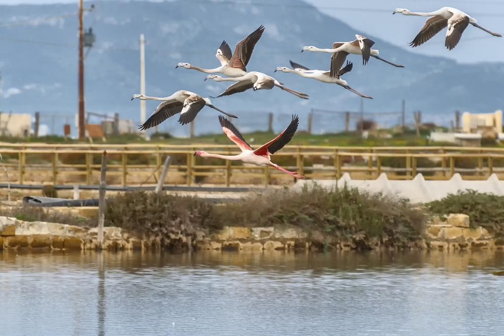 B&B Sbarco Dei 1000 Marsala Dış mekan fotoğraf
